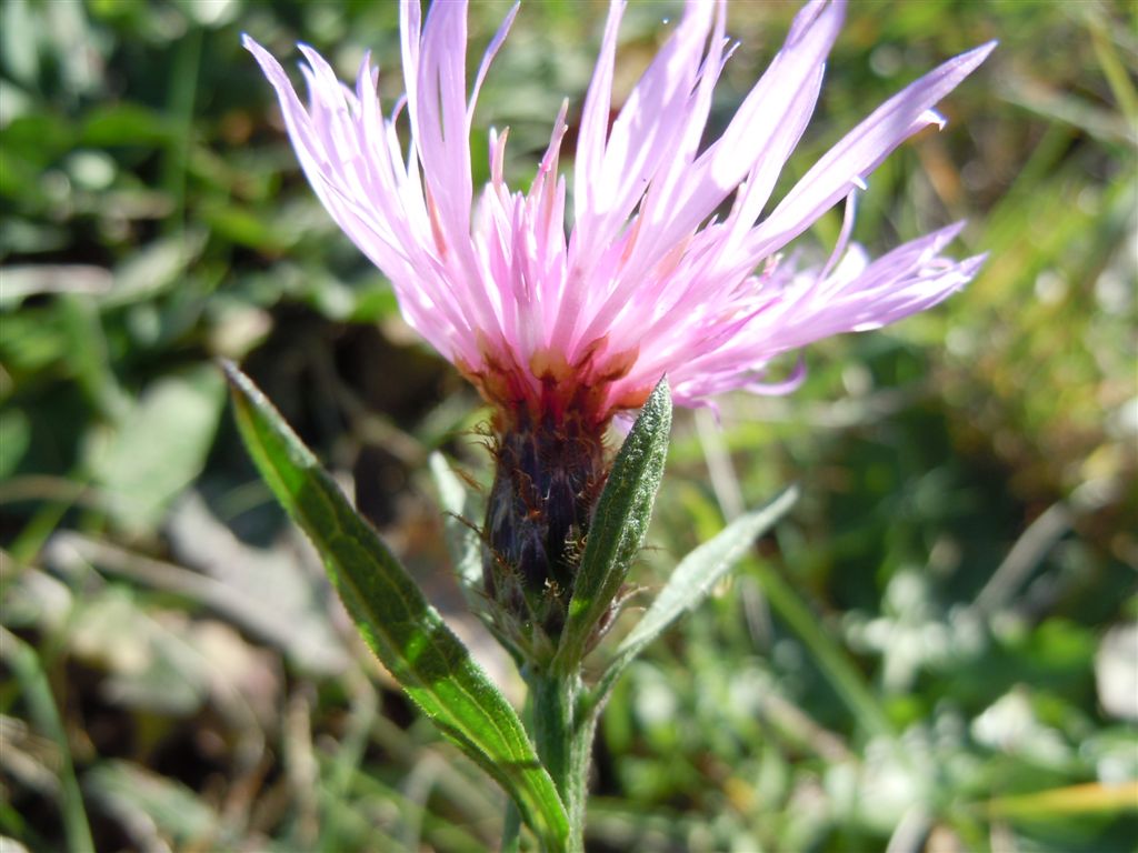 Centaurea nigrescens (Asteraceae)